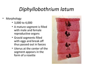 Diphyllobothrium latum
• Morphology
• 3,000 to 4,000
• A mature segment is filled
with male and female
reproductive organs
• Gravid segments filled
with eggs and break off
thus passed out in faeces
• Uterus at the center of the
segment appears in the
form of a rosette
 