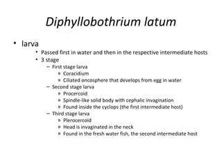 Diphyllobothrium latum
• larva
• Passed first in water and then in the respective intermediate hosts
• 3 stage
– First stage larva
» Coracidium
» Ciliated oncosphere that develops from egg in water
– Second stage larva
» Procercoid
» Spindle-like solid body with cephalic invagination
» Found inside the cyclops (the first intermediate host)
– Third stage larva
» Plerocercoid
» Head is invaginated in the neck
» Found in the fresh water fish, the second intermediate host
 