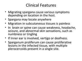 Clinical Features
• Migrating spargana cause various symptoms
depending on location in the host.
• Spargana may locate anywhere
• Migration in subcutaneous tissues is painless
• In brain or spine can cause weakness, headache,
seizure, and abnormal skin sensations, such as
numbness or tingling
• If Inner ear is involved, vertigo or deafness.
• Sparganum proliferum can cause proliferative
lesions in the infected tissue, with multiple
plerocercoids present in a single site.
 