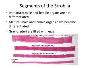 Segments of the Strobila
• Immature: male and female organs are not
differentiated
• Mature: male and female organs have become
differentiated
• Gravid: uteri are filled with eggs
 