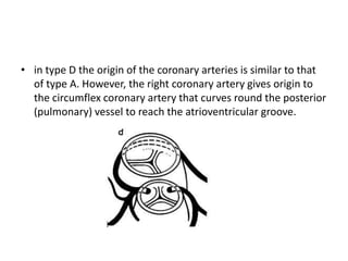 • in type D the origin of the coronary arteries is similar to that
  of type A. However, the right coronary artery gives origin to
  the circumflex coronary artery that curves round the posterior
  (pulmonary) vessel to reach the atrioventricular groove.
 
