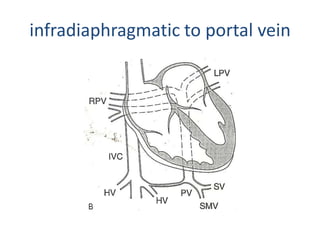 infradiaphragmatic to portal vein
 