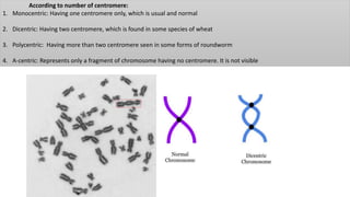 According to number of centromere:
1. Monocentric: Having one centromere only, which is usual and normal
2. Dicentric: Having two centromere, which is found in some species of wheat
3. Polycentric: Having more than two centromere seen in some forms of roundworm
4. A-centric: Represents only a fragment of chromosome having no centromere. It is not visible
 