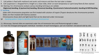 7. Cell pellate is fixed with methanol and acetic acid mixture and then the test tube is shaken
9. Cell suspension is dropped form a height on a clean slide, dried at room temperatue or spirit lamp flame & then stained
10. Staining: For chromosome analysis various banding technique are vailabe:
G(giemsa)-banding, Q (quinacrine)-banding, R(reverse)-banding, C(centromeric heterochromatin) -banding & NOR Banding
G- banding:
slides with chromosome prepration are first treated with solution of trypsin (Trypsin denatures the chromosome protein)
Slides are then treated with Giemsa solution
Chromosome shows dark and light band that can be observed under microscope
 Banding pattern helps to identify individual chromosomes
11. Micoscopy: Stained slide are examined under the oil immersion lens and Photomicrograph is taken
13. From the Enlarged photographs individual members of each homologous pair are matched and placed side by side.
 