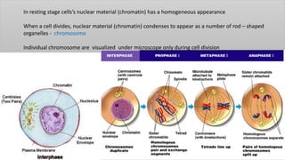 In resting stage cells’s nuclear material (chromatin) has a homogeneous appearance
When a cell divides, nuclear material (chromatin) condenses to appear as a number of rod – shaped
organelles - chromosome
Individual chromosome are visualized under microscope only during cell division
 