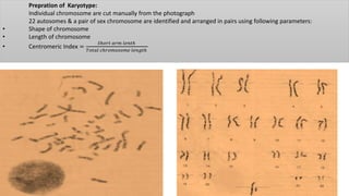 Prepration of Karyotype:
Individual chromosome are cut manually from the photograph
22 autosomes & a pair of sex chromosome are identified and arranged in pairs using following parameters:
• Shape of chromosome
• Length of chromosome
• Centromeric Index =
𝑆ℎ𝑜𝑟𝑡 𝑎𝑟𝑚 𝑙𝑒𝑛𝑡ℎ
𝑇𝑜𝑡𝑎𝑙 𝑐ℎ𝑟𝑜𝑚𝑜𝑠𝑜𝑚𝑒 𝑙𝑒𝑛𝑔𝑡ℎ
 