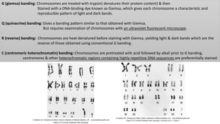 G (giemsa) banding: Chromosomes are treated with trypsin( denatures their protein content) & then
Stained with a DNA-binding dye known as Giemsa, which gives each chromosome a characteristic and
reproducible pattern of light and dark bands.
Q (quinacrine) banding: Gives a banding pattern similar to that obtained with Giemsa,
But requires examination of chromosomes with an ultraviolet fluorescent microscope.
R (reverse) banding: Chromosomes are heat-denatured before staining with Giemsa, yielding light & dark bands which are the
reverse of those obtained using conventional G banding .
C (centromeric heterochromatin) banding: Chromosomes are pretreated with acid followed by alkali prior to G banding,
centromeres & other heterochromatic regions containing highly repetitive DNA sequences are preferentially stained.
 