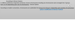 According to Denver System:
In 1960 at conference of genetics at Denver, human chromosome including sex chromosome were arranged into 7 groups
form I to VII depending upon size of chromosome – Denver System
According to modern convention, chromosome are subdivided into Group A to Group G depending upon position of centromere-
patau’s modification of Denver method
 