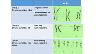 `
Group A
Chromosome Nos. 1,2,3
Long metacentric
ChromosomeNo 2 is
submetacentric
Group B
Chromosome Nos. 4,5
Fairly long
Submetacentric
Group C
Chromosome Nos. 6 to
12 & X
Medium Long
Submetacentric
 