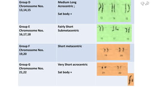 `Group D
Chromosome Nos.
13,14,15
Medium Long
Acrocentric ;
Sat body +
Group E
Chromosome Nos.
16,17,18
Fairly Short
Submetacentric
Group F
Chromosome Nos.
19,20
Short metacentric
Group G
Chromosome Nos.
21,22
Very Short acrocentric
Sat body +
 