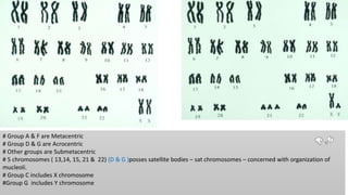 # Group A & F are Metacentric
# Group D & G are Acrocentric
# Other groups are Submetacentric
# 5 chromosomes ( 13,14, 15, 21 & 22) (D & G )posses satellite bodies – sat chromosomes – concerned with organization of
mucleoli.
# Group C includes X chromosome
#Group G includes Y chromosome
 