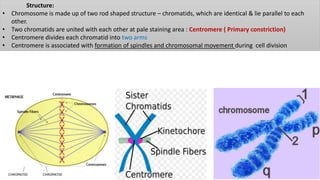 Structure:
• Chromosome is made up of two rod shaped structure – chromatids, which are identical & lie parallel to each
other.
• Two chromatids are united with each other at pale staining area : Centromere ( Primary constriction)
• Centromere divides each chromatid into two arms
• Centromere is associated with formation of spindles and chromosomal movement during cell division
 