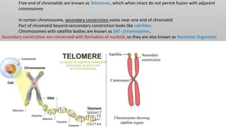 Free end of chromatids are known as Telomeres, which when intact do not permit fusion with adjacent
cromosomes
In certain chromosome, secondary constriction exists near one end of chromatid
Part of chromatid beyond sencondary constriction looks like satellites.
Chromosomes with satellite bodies are known as SAT- chromosomes.
Secondary constriction are concerned with formation of nucleoli, so they are also known as Nucleolar Organizers
 
