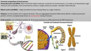Chemical composition of chromosome:
Deoxyribonuclic acid (DNA): Most essential & stable molecular constituent of chromosomes. It is made up of deoxyribose sugar
molecule and nucleotides. Each chromosome contains a single continuous double –stranded DNA molecule
Ribose nuclic acid (RNA) : Single stranded structure having ribose as a sugar molecule
Histones: are the protein rich in arginine & lysine. They are aggregated along the DNA strand, Which is coiled around each
particle to form a complex body known as nucleosomes having 4 histones
Acidic proteins: are nonhistone proteins & form many enzymes e.g. DNA polymerase & RNA Polymerase
 