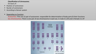 Classification of chrmosome:
On basis of :
 Position of centromere
 Numbr of centromere
 According to Denver system
 Depending on function:
Autosomes: Thre are 22 pair of autosomes- responsible for determination of body parts & their functions
Sex chromosomes: There is one pair of sex chromosome in each sex. In male it is XX and in female it is XY
 