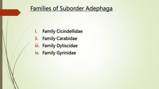 Families of Suborder Adephaga
i. Family Cicindellidae
ii. Family Carabidae
iii. Family Dytiscidae
iv. Family Gyrinidae
 