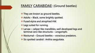 FAMILY CARABIDAE: (Ground beetles)
 They are known as ground beetles.
 Adults – Black, some brightly spotted.
 Fused elytra and atrophied HW.
 Legs suited for running.
 Larvae – caliper like mandibles, well developed legs and
terminal cerci like structures – urogomphi.
 Nocturnal – Ground beetles – voracious predators.
 Six spotted carabid : Anthia sexguttata.
 