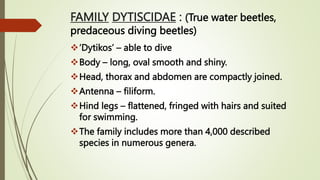 FAMILY DYTISCIDAE : (True water beetles,
predaceous diving beetles)
‘Dytikos’ – able to dive
Body – long, oval smooth and shiny.
Head, thorax and abdomen are compactly joined.
Antenna – filiform.
Hind legs – flattened, fringed with hairs and suited
for swimming.
The family includes more than 4,000 described
species in numerous genera.
 
