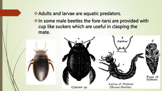 Adults and larvae are aquatic predators.
In some male beetles the fore-tarsi are provided with
cup like suckers which are useful in clasping the
mate.
 