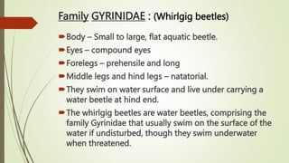 Family GYRINIDAE : (Whirlgig beetles)
Body – Small to large, flat aquatic beetle.
Eyes – compound eyes
Forelegs – prehensile and long
Middle legs and hind legs – natatorial.
They swim on water surface and live under carrying a
water beetle at hind end.
The whirlgig beetles are water beetles, comprising the
family Gyrinidae that usually swim on the surface of the
water if undisturbed, though they swim underwater
when threatened.
 