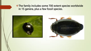 The family includes some 700 extent species worldwide
in 15 genera, plus a few fossil species.
 