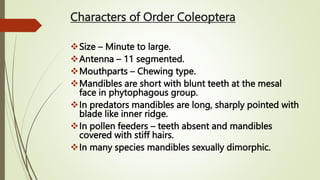 Characters of Order Coleoptera
Size – Minute to large.
Antenna – 11 segmented.
Mouthparts – Chewing type.
Mandibles are short with blunt teeth at the mesal
face in phytophagous group.
In predators mandibles are long, sharply pointed with
blade like inner ridge.
In pollen feeders – teeth absent and mandibles
covered with stiff hairs.
In many species mandibles sexually dimorphic.
 
