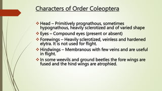 Characters of Order Coleoptera
Head – Primitively prognathous, sometimes
hypognathous, heavily sclerotized and of varied shape
Eyes – Compound eyes (present or absent)
Forewings – Heavily sclerotized, veinless and hardened
elytra. It is not used for flight.
Hindwings – Membranous with few veins and are useful
in flight.
In some weevils and ground beetles the fore wings are
fused and the hind wings are atrophied.
 