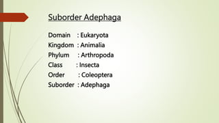 Suborder Adephaga
Domain : Eukaryota
Kingdom : Animalia
Phylum : Arthropoda
Class : Insecta
Order : Coleoptera
Suborder : Adephaga
 