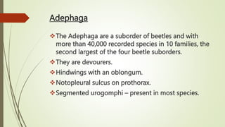 Adephaga
The Adephaga are a suborder of beetles and with
more than 40,000 recorded species in 10 families, the
second largest of the four beetle suborders.
They are devourers.
Hindwings with an oblongum.
Notopleural sulcus on prothorax.
Segmented urogomphi – present in most species.
 