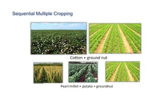 Comprehensive Classification and Analysis of Cropping Systems in ...