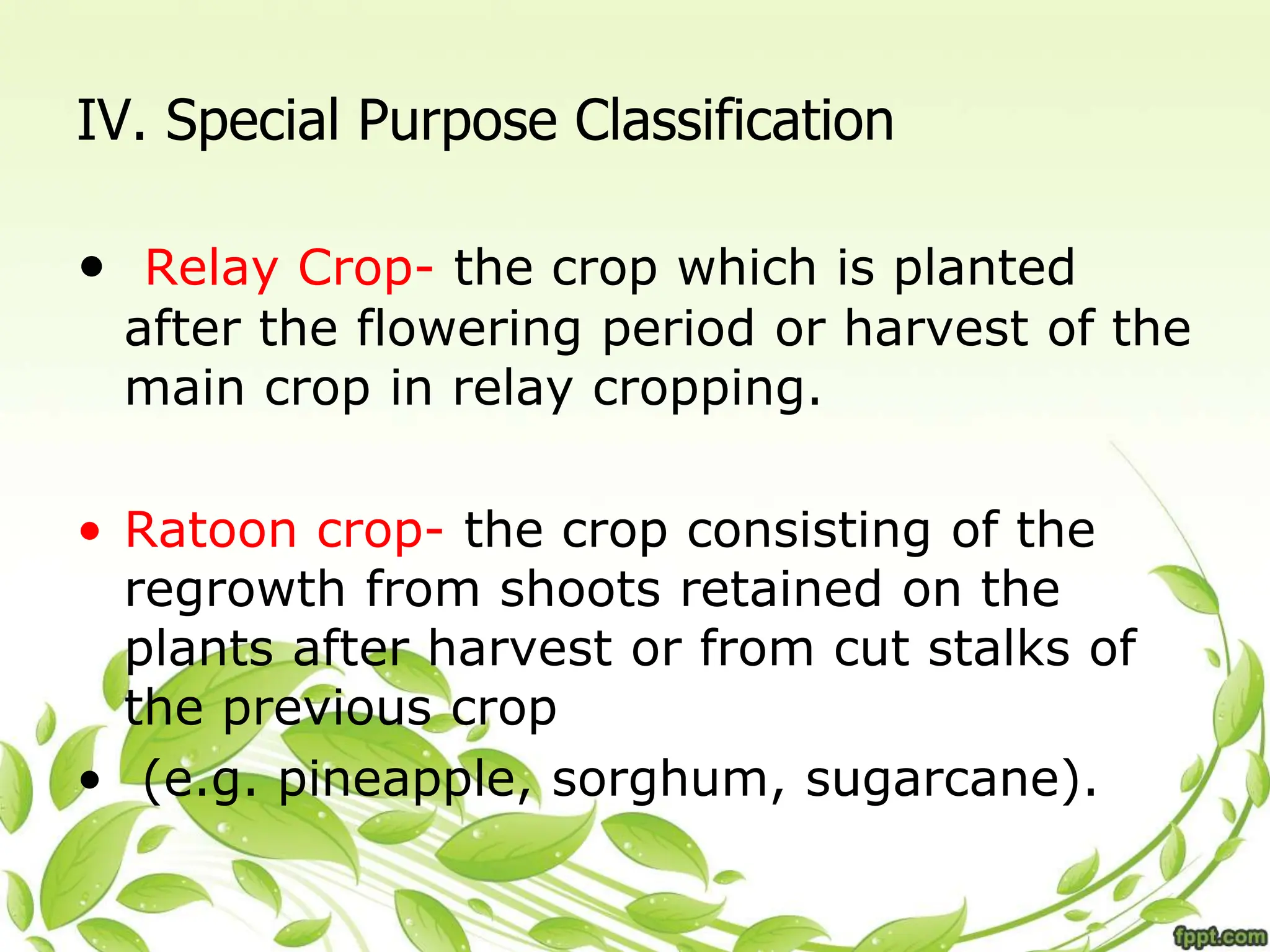 IV. Special Purpose Classification
• Relay Crop- the crop which is planted
after the flowering period or harvest of the
main crop in relay cropping.
• Ratoon crop- the crop consisting of the
regrowth from shoots retained on the
plants after harvest or from cut stalks of
the previous crop
• (e.g. pineapple, sorghum, sugarcane).
 