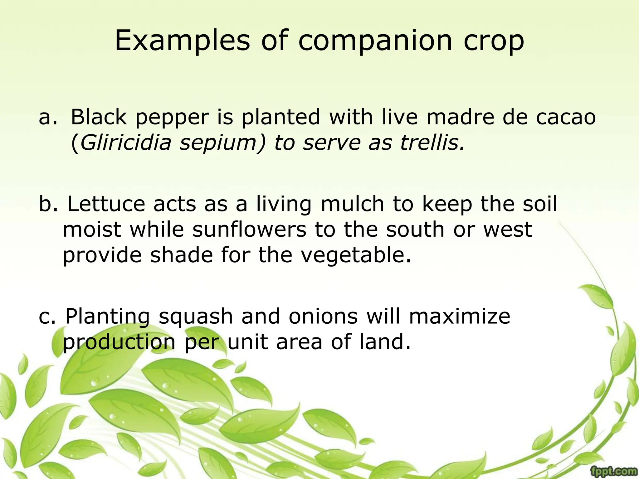 Examples of companion crop
a. Black pepper is planted with live madre de cacao
(Gliricidia sepium) to serve as trellis.
b. Lettuce acts as a living mulch to keep the soil
moist while sunflowers to the south or west
provide shade for the vegetable.
c. Planting squash and onions will maximize
production per unit area of land.
 