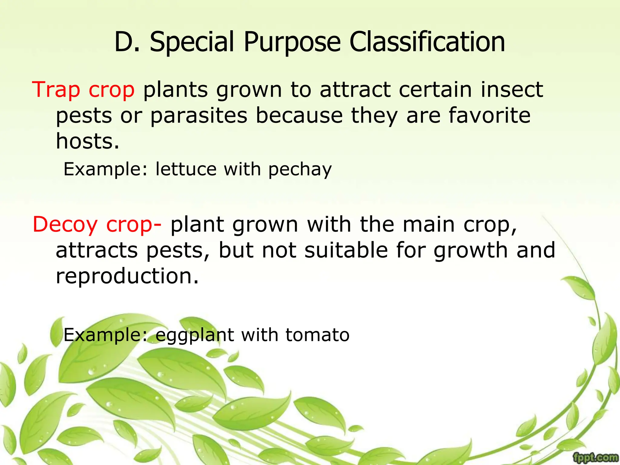 D. Special Purpose Classification
Trap crop plants grown to attract certain insect
pests or parasites because they are favorite
hosts.
Example: lettuce with pechay
Decoy crop- plant grown with the main crop,
attracts pests, but not suitable for growth and
reproduction.
Example: eggplant with tomato
 