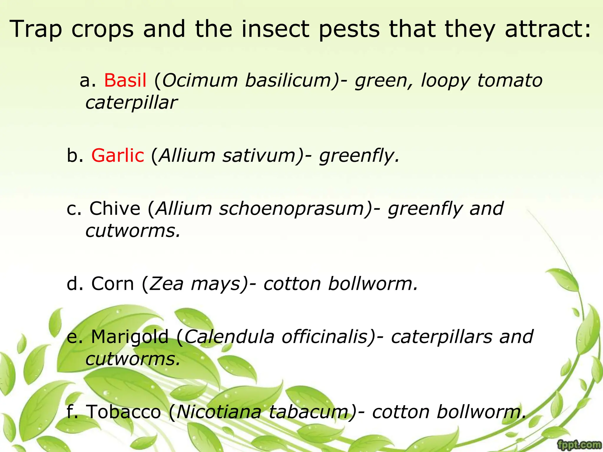 Trap crops and the insect pests that they attract:
a. Basil (Ocimum basilicum)- green, loopy tomato
caterpillar
b. Garlic (Allium sativum)- greenfly.
c. Chive (Allium schoenoprasum)- greenfly and
cutworms.
d. Corn (Zea mays)- cotton bollworm.
e. Marigold (Calendula officinalis)- caterpillars and
cutworms.
f. Tobacco (Nicotiana tabacum)- cotton bollworm.
 