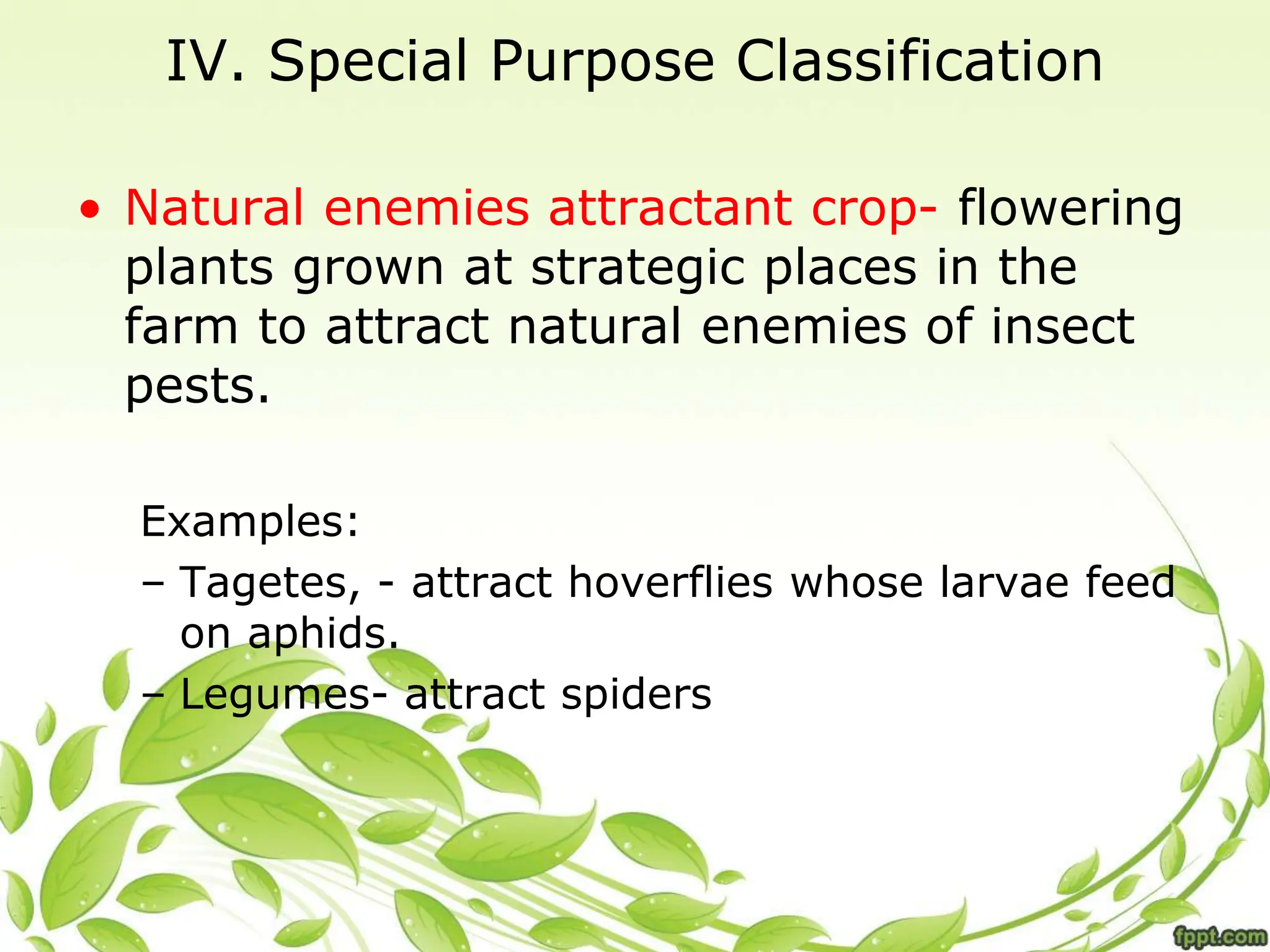 IV. Special Purpose Classification
• Natural enemies attractant crop- flowering
plants grown at strategic places in the
farm to attract natural enemies of insect
pests.
Examples:
– Tagetes, - attract hoverflies whose larvae feed
on aphids.
– Legumes- attract spiders
 