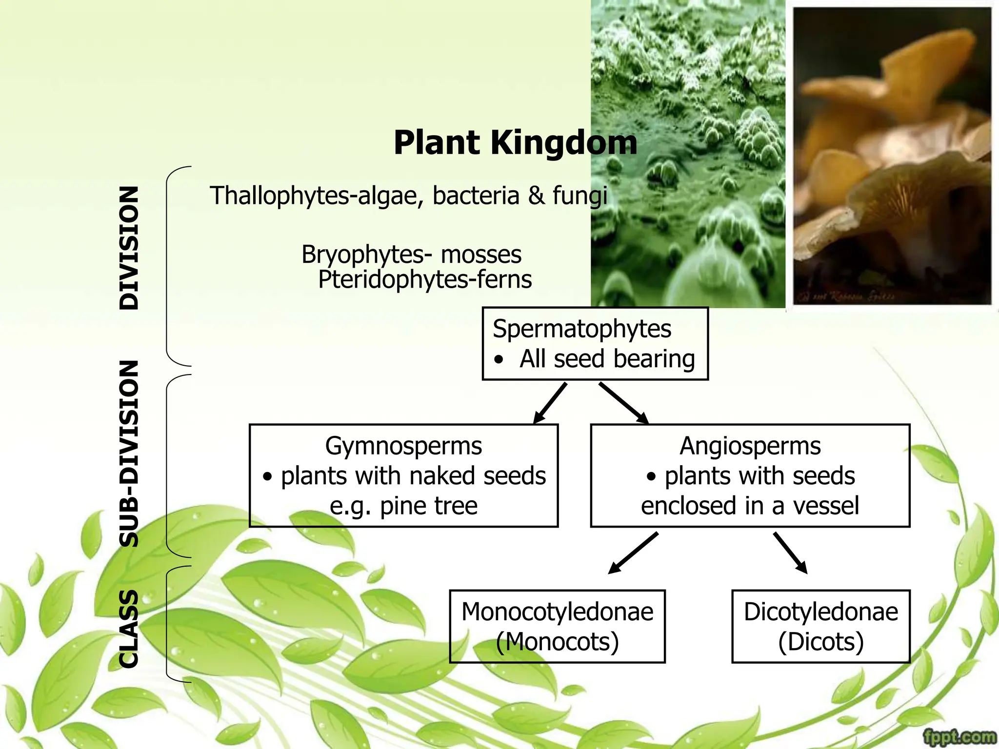 Plant Kingdom
Thallophytes-algae, bacteria & fungi
Bryophytes- mosses
Pteridophytes-ferns
Spermatophytes
• All seed bearing
Gymnosperms
• plants with naked seeds
e.g. pine tree
Angiosperms
• plants with seeds
enclosed in a vessel
Monocotyledonae
(Monocots)
Dicotyledonae
(Dicots)
DIVISION
SUB-DIVISION
CLASS
 
