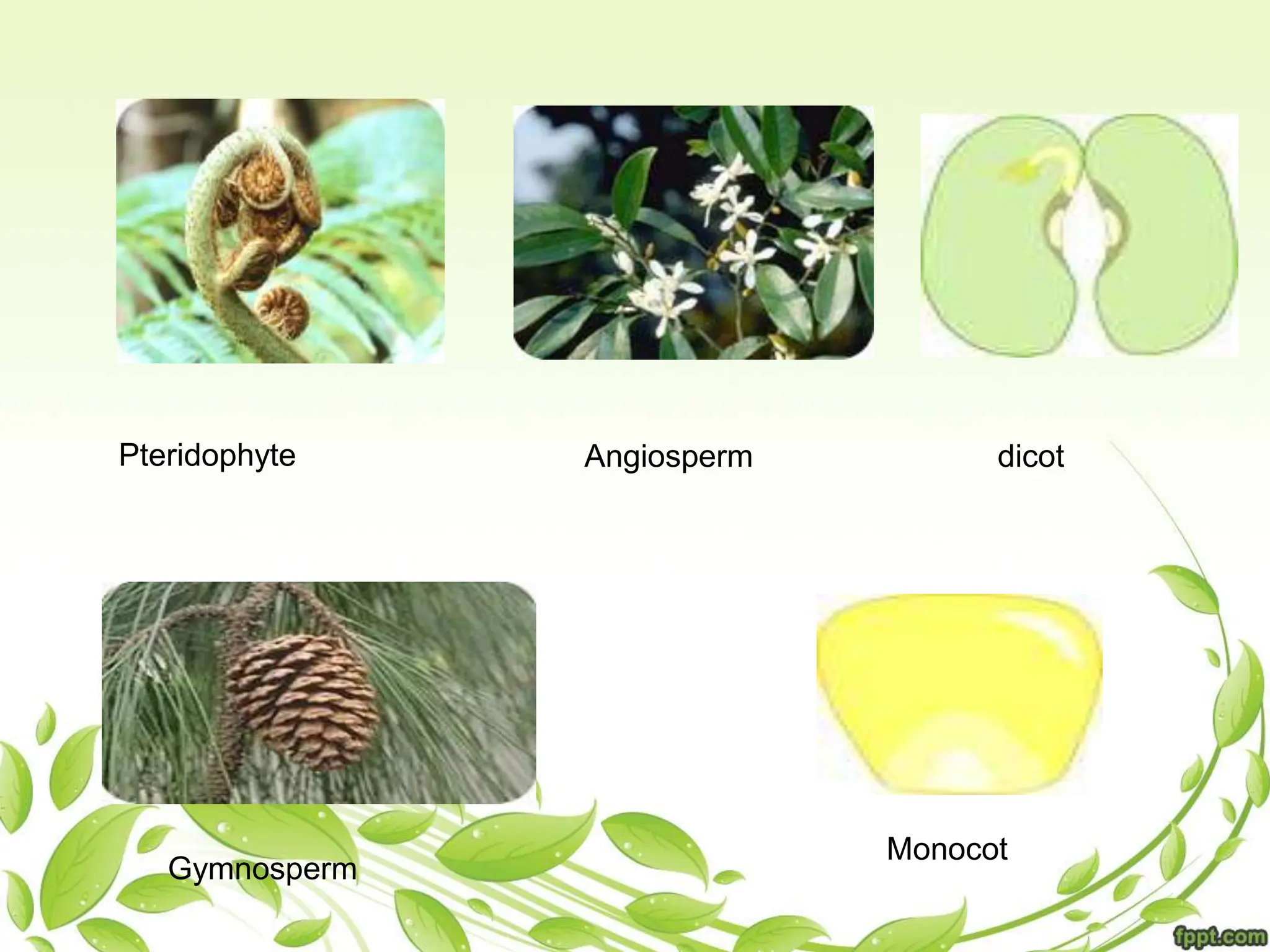 Pteridophyte Angiosperm
Gymnosperm
dicot
Monocot
 