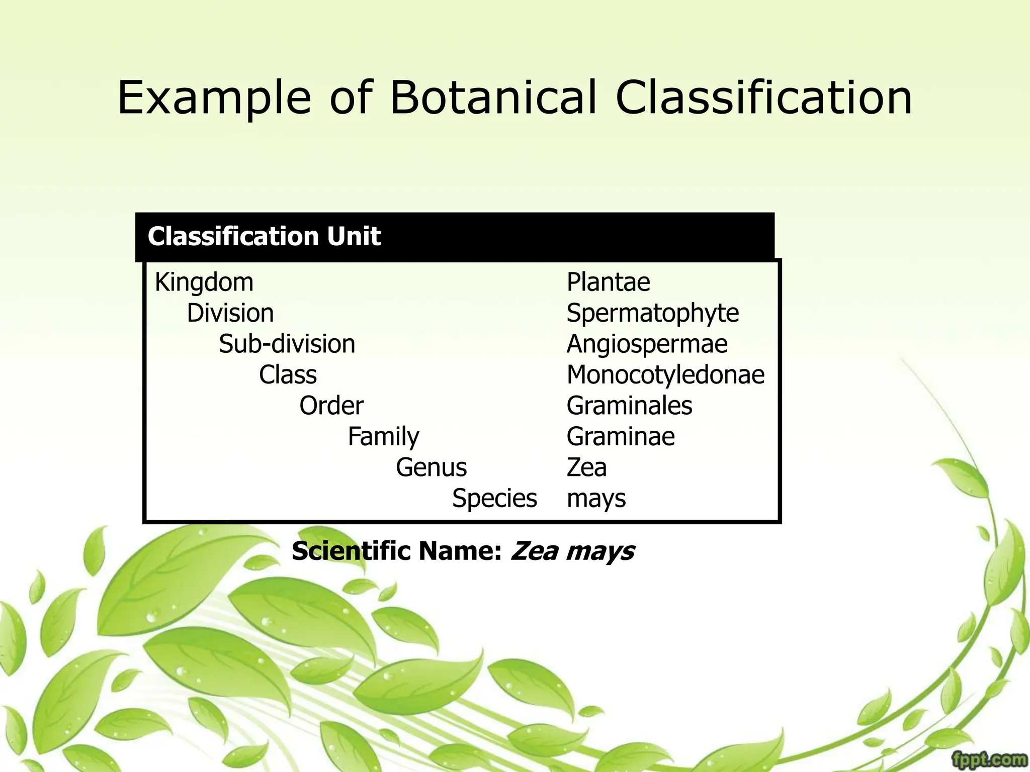 Kingdom Plantae
Division Spermatophyte
Sub-division Angiospermae
Class Monocotyledonae
Order Graminales
Family Graminae
Genus Zea
Species mays
Scientific Name: Zea mays
Classification Unit
Example of Botanical Classification
 