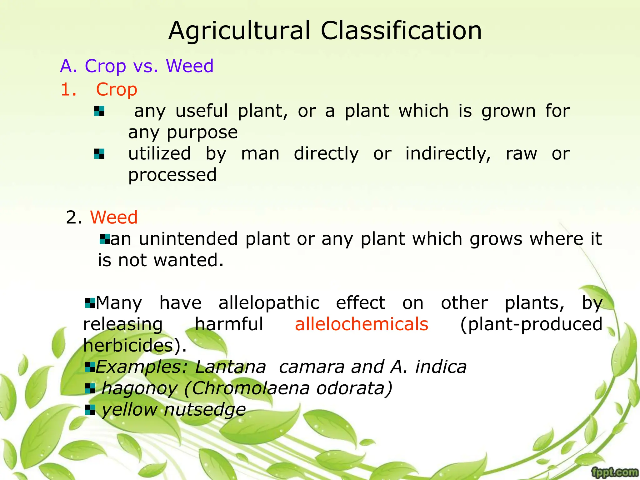 Agricultural Classification
A. Crop vs. Weed
1. Crop
any useful plant, or a plant which is grown for
any purpose
utilized by man directly or indirectly, raw or
processed
2. Weed
an unintended plant or any plant which grows where it
is not wanted.
Many have allelopathic effect on other plants, by
releasing harmful allelochemicals (plant-produced
herbicides).
Examples: Lantana camara and A. indica
hagonoy (Chromolaena odorata)
yellow nutsedge
 