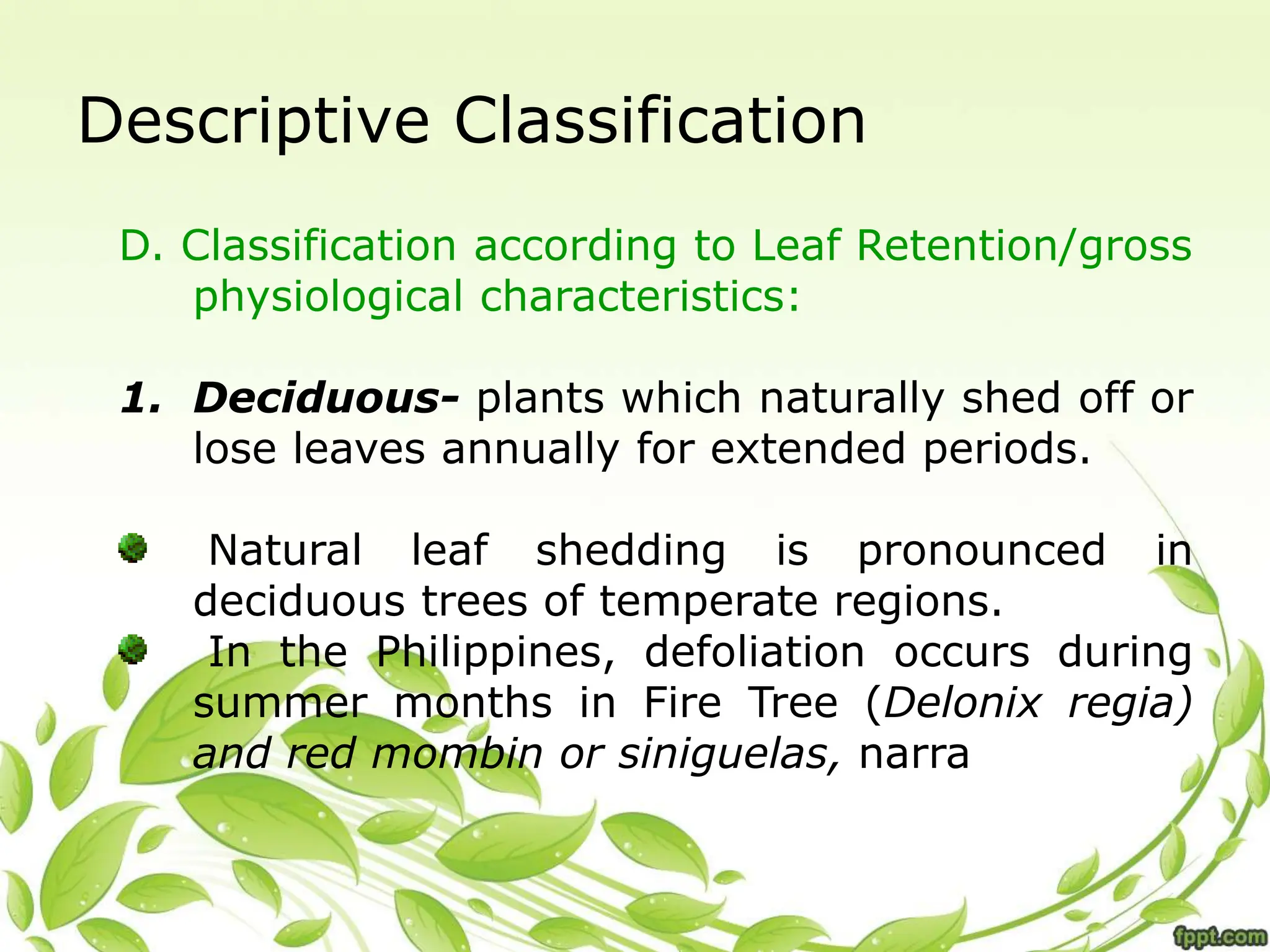 Descriptive Classification
D. Classification according to Leaf Retention/gross
physiological characteristics:
1. Deciduous- plants which naturally shed off or
lose leaves annually for extended periods.
Natural leaf shedding is pronounced in
deciduous trees of temperate regions.
In the Philippines, defoliation occurs during
summer months in Fire Tree (Delonix regia)
and red mombin or siniguelas, narra
 