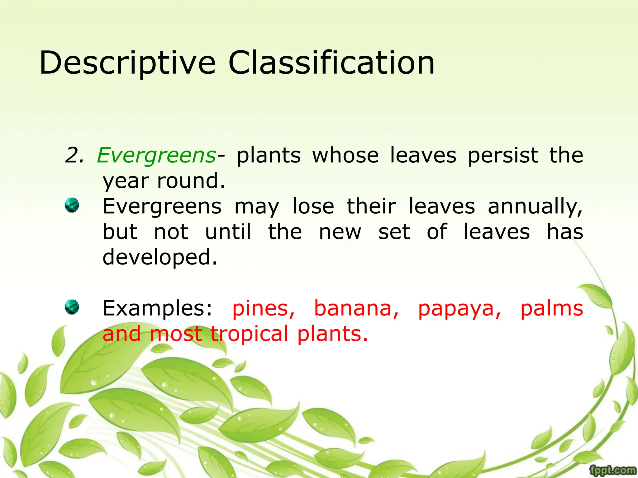 Descriptive Classification
2. Evergreens- plants whose leaves persist the
year round.
Evergreens may lose their leaves annually,
but not until the new set of leaves has
developed.
Examples: pines, banana, papaya, palms
and most tropical plants.
 