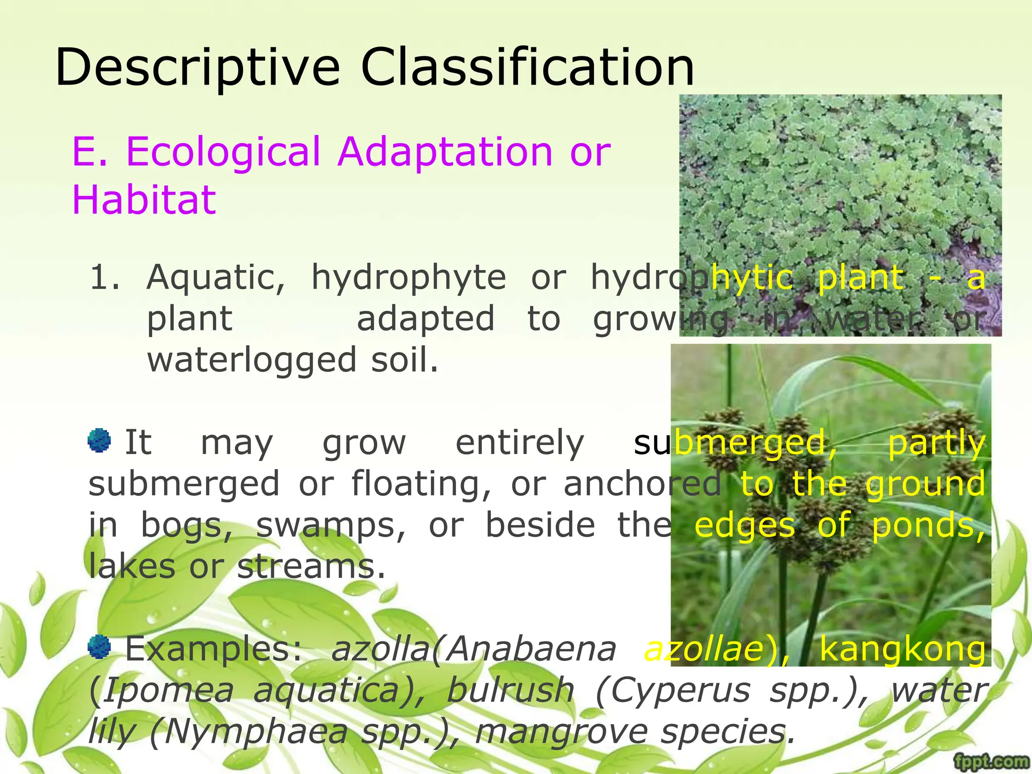 Descriptive Classification
E. Ecological Adaptation or
Habitat
1. Aquatic, hydrophyte or hydrophytic plant - a
plant adapted to growing in water or
waterlogged soil.
It may grow entirely submerged, partly
submerged or floating, or anchored to the ground
in bogs, swamps, or beside the edges of ponds,
lakes or streams.
Examples: azolla(Anabaena azollae), kangkong
(Ipomea aquatica), bulrush (Cyperus spp.), water
lily (Nymphaea spp.), mangrove species.
 