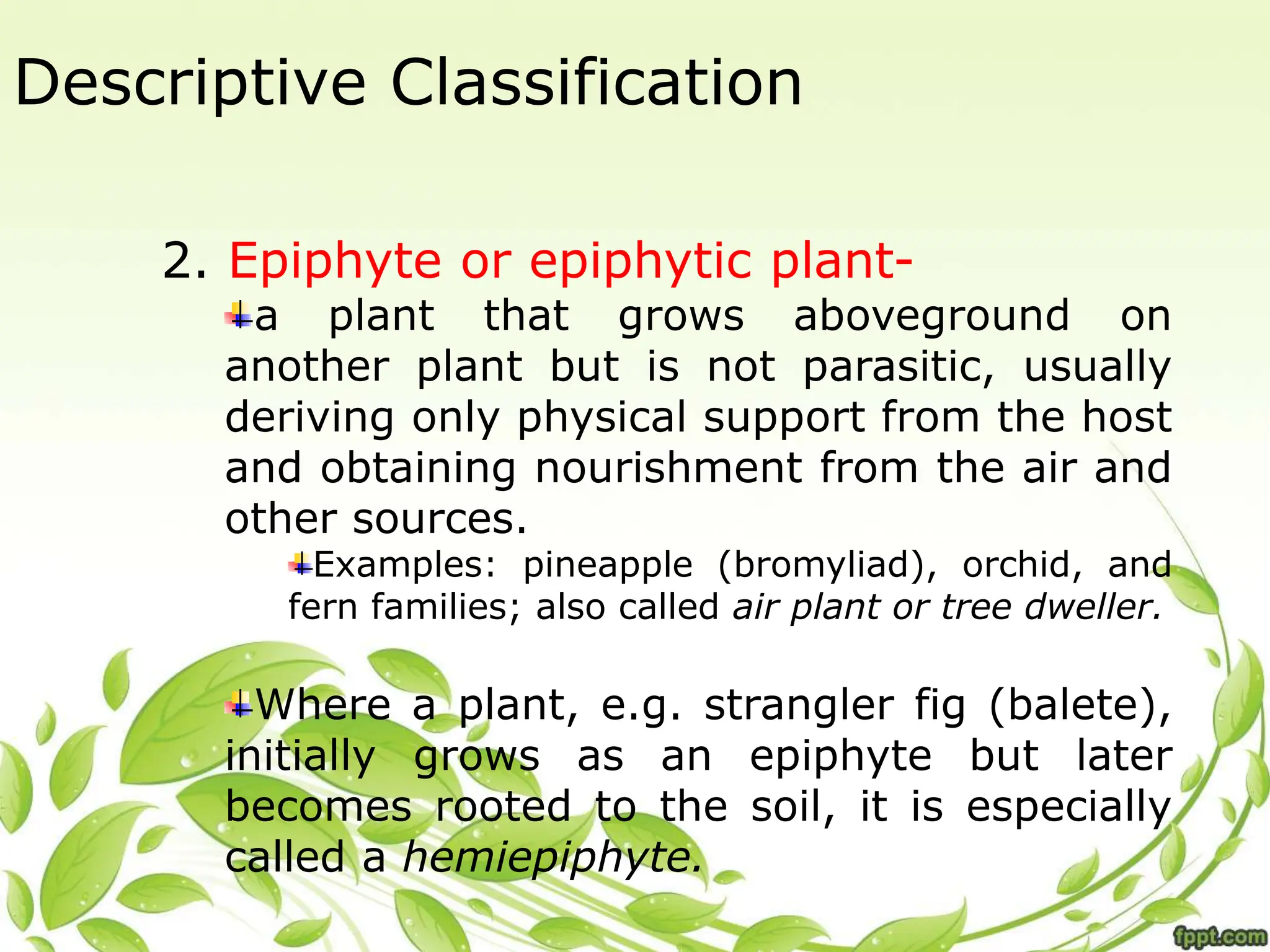 Descriptive Classification
2. Epiphyte or epiphytic plant-
a plant that grows aboveground on
another plant but is not parasitic, usually
deriving only physical support from the host
and obtaining nourishment from the air and
other sources.
Examples: pineapple (bromyliad), orchid, and
fern families; also called air plant or tree dweller.
Where a plant, e.g. strangler fig (balete),
initially grows as an epiphyte but later
becomes rooted to the soil, it is especially
called a hemiepiphyte.
 