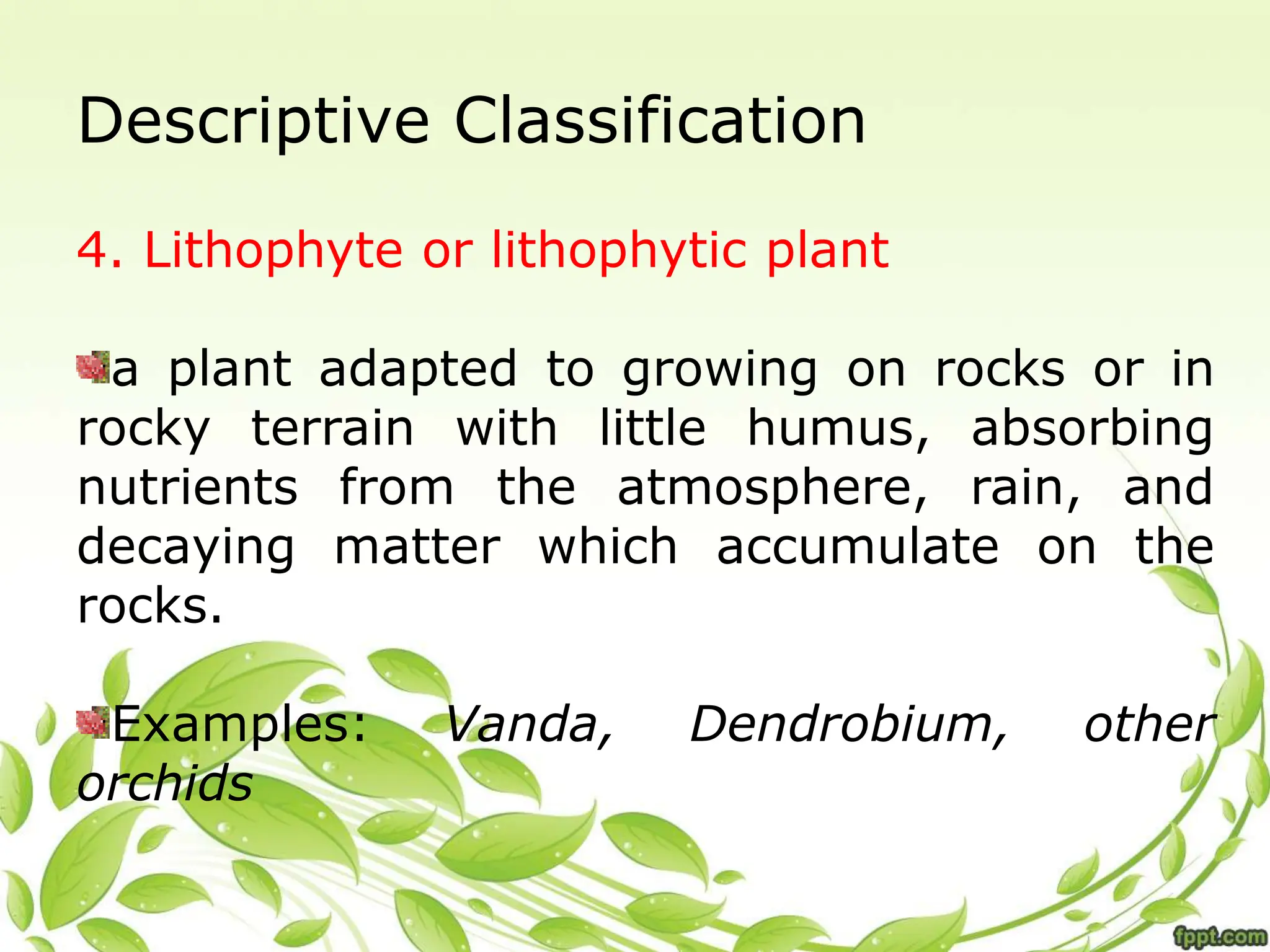 Descriptive Classification
4. Lithophyte or lithophytic plant
a plant adapted to growing on rocks or in
rocky terrain with little humus, absorbing
nutrients from the atmosphere, rain, and
decaying matter which accumulate on the
rocks.
Examples: Vanda, Dendrobium, other
orchids
 