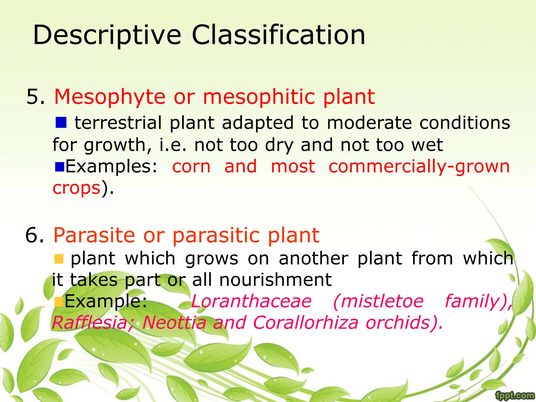 Descriptive Classification
5. Mesophyte or mesophitic plant
terrestrial plant adapted to moderate conditions
for growth, i.e. not too dry and not too wet
Examples: corn and most commercially-grown
crops).
6. Parasite or parasitic plant
plant which grows on another plant from which
it takes part or all nourishment
Example: Loranthaceae (mistletoe family),
Rafflesia; Neottia and Corallorhiza orchids).
 