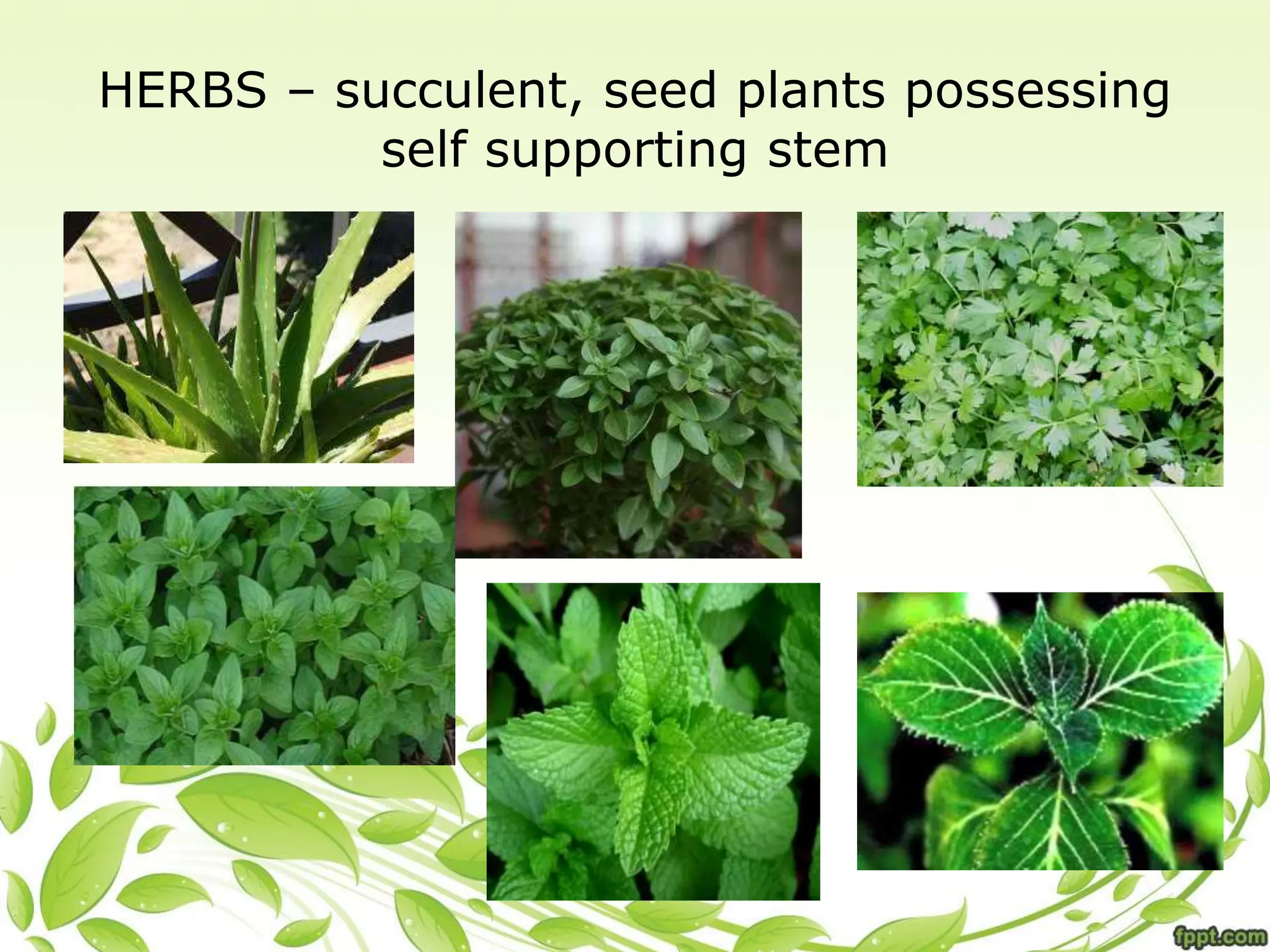 HERBS – succulent, seed plants possessing
self supporting stem
 