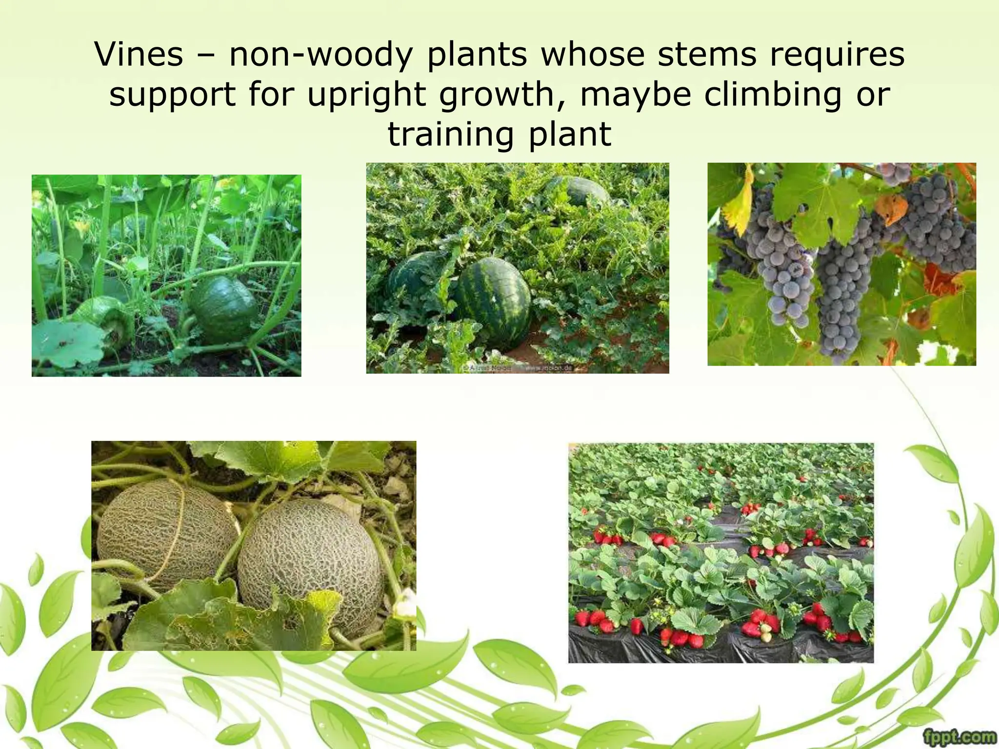 Vines – non-woody plants whose stems requires
support for upright growth, maybe climbing or
training plant
 