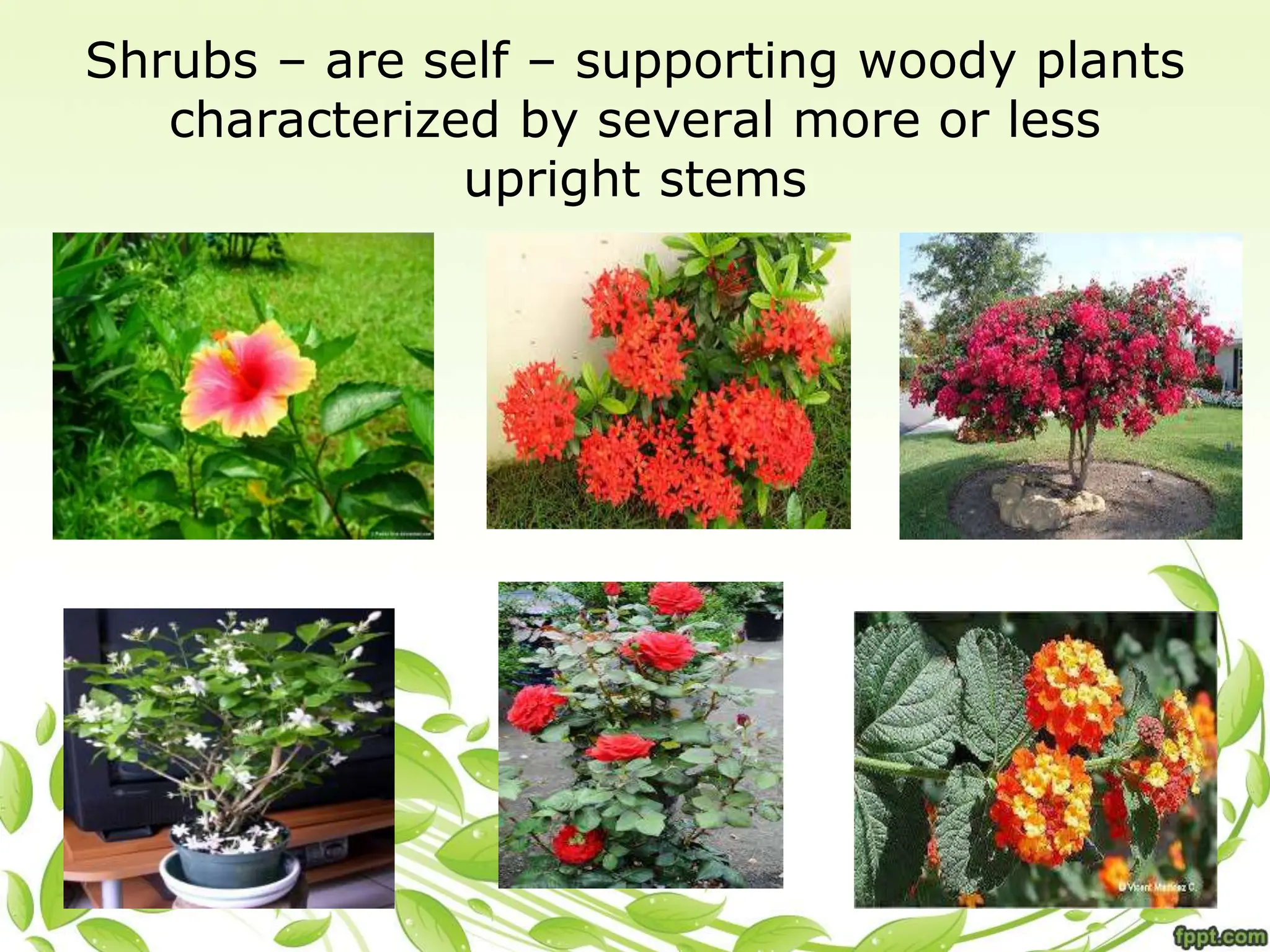 Shrubs – are self – supporting woody plants
characterized by several more or less
upright stems
 