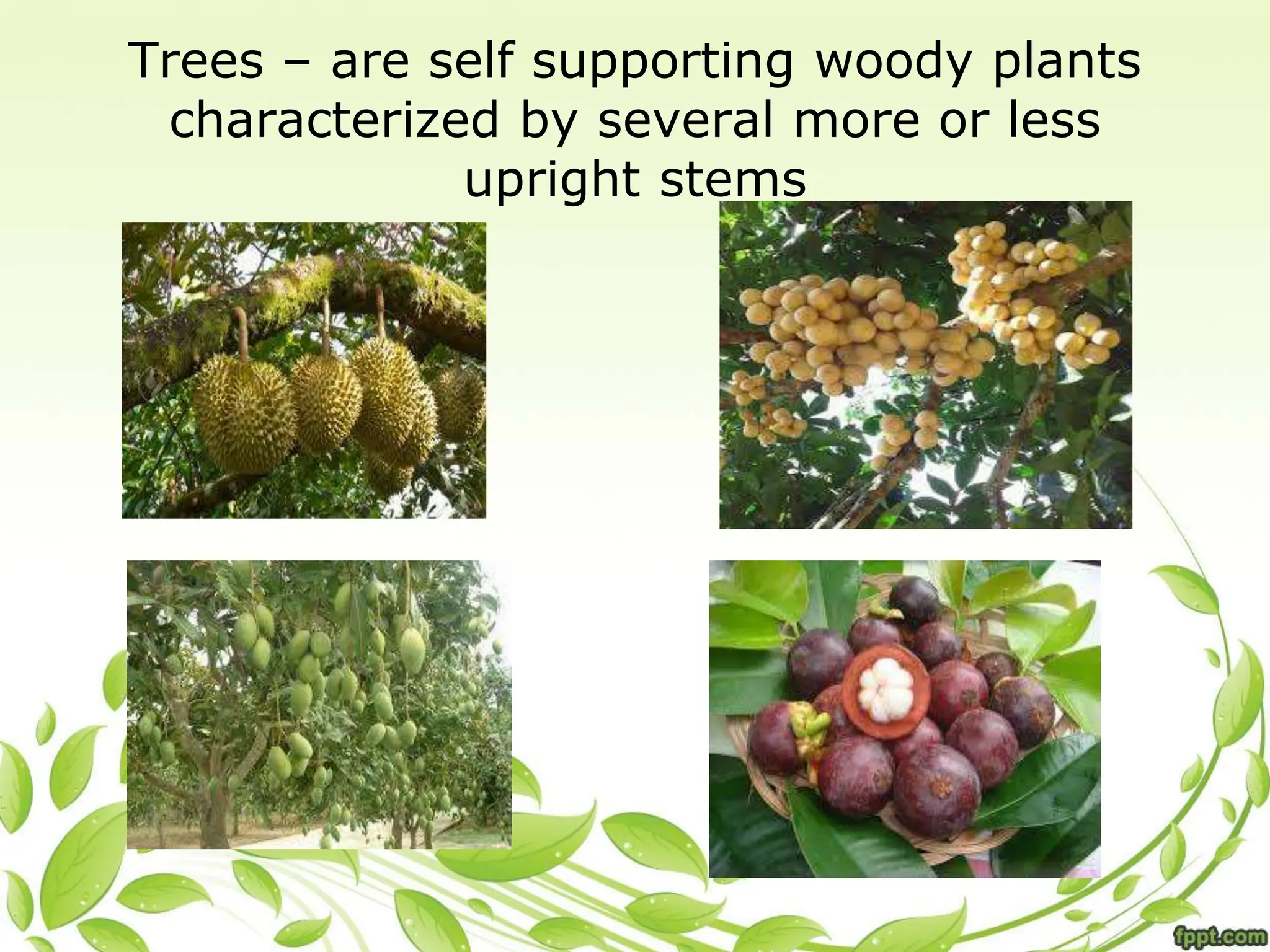 Trees – are self supporting woody plants
characterized by several more or less
upright stems
 
