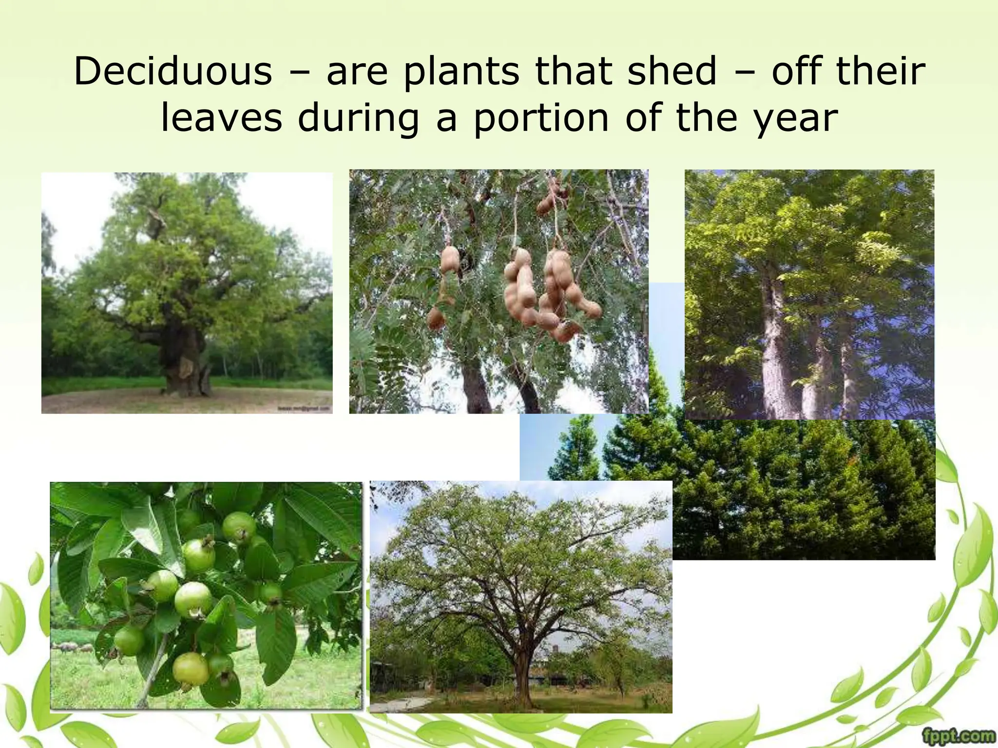 Deciduous – are plants that shed – off their
leaves during a portion of the year
 
